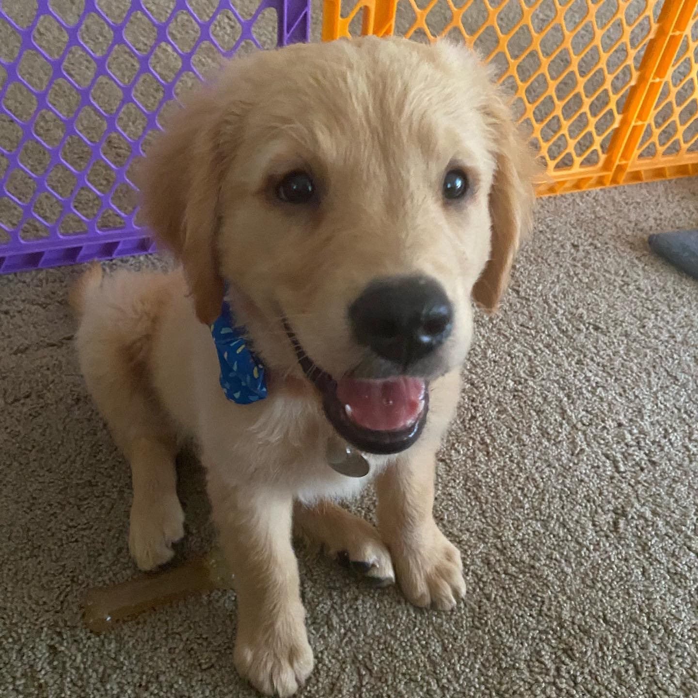 3 Things My New Puppy Taught Me About Marketing