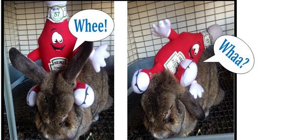 The Heinzie takes a ride…on a bunny…